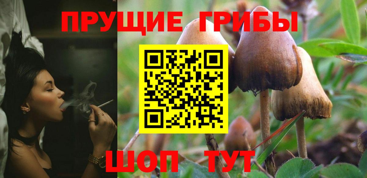 Кингисепп  Псилоцибиновые грибы MAGIC MUSHROOMS  Вход с VPN 